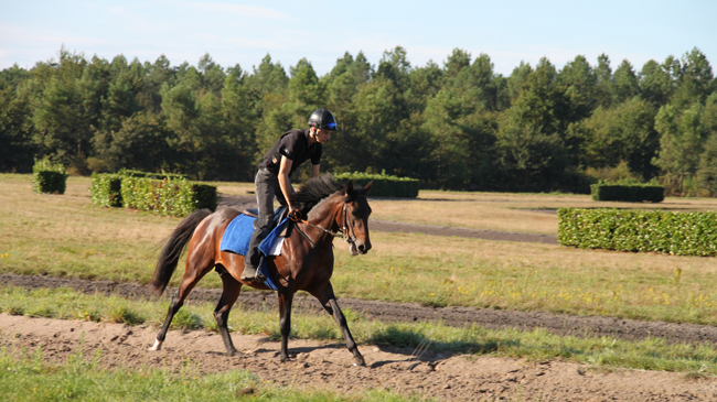 Les pistes de pré-entrainement sont celles du centre d'entrainement de l'hippodrome de Mont-de-Marsan